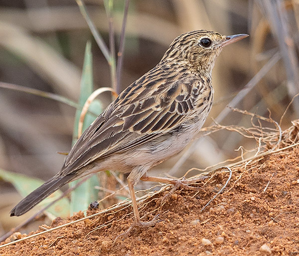 Bushveld Pipit